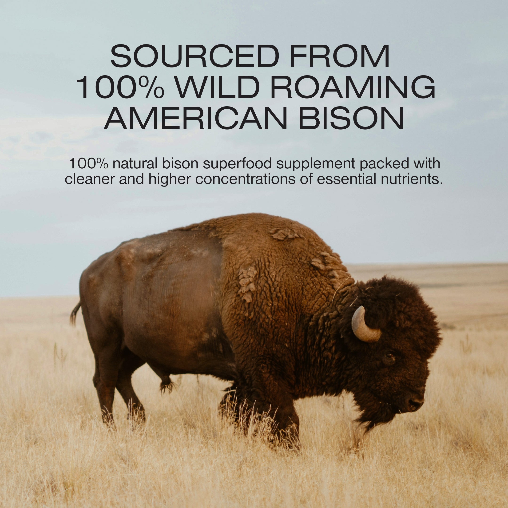 American bison in open grassland