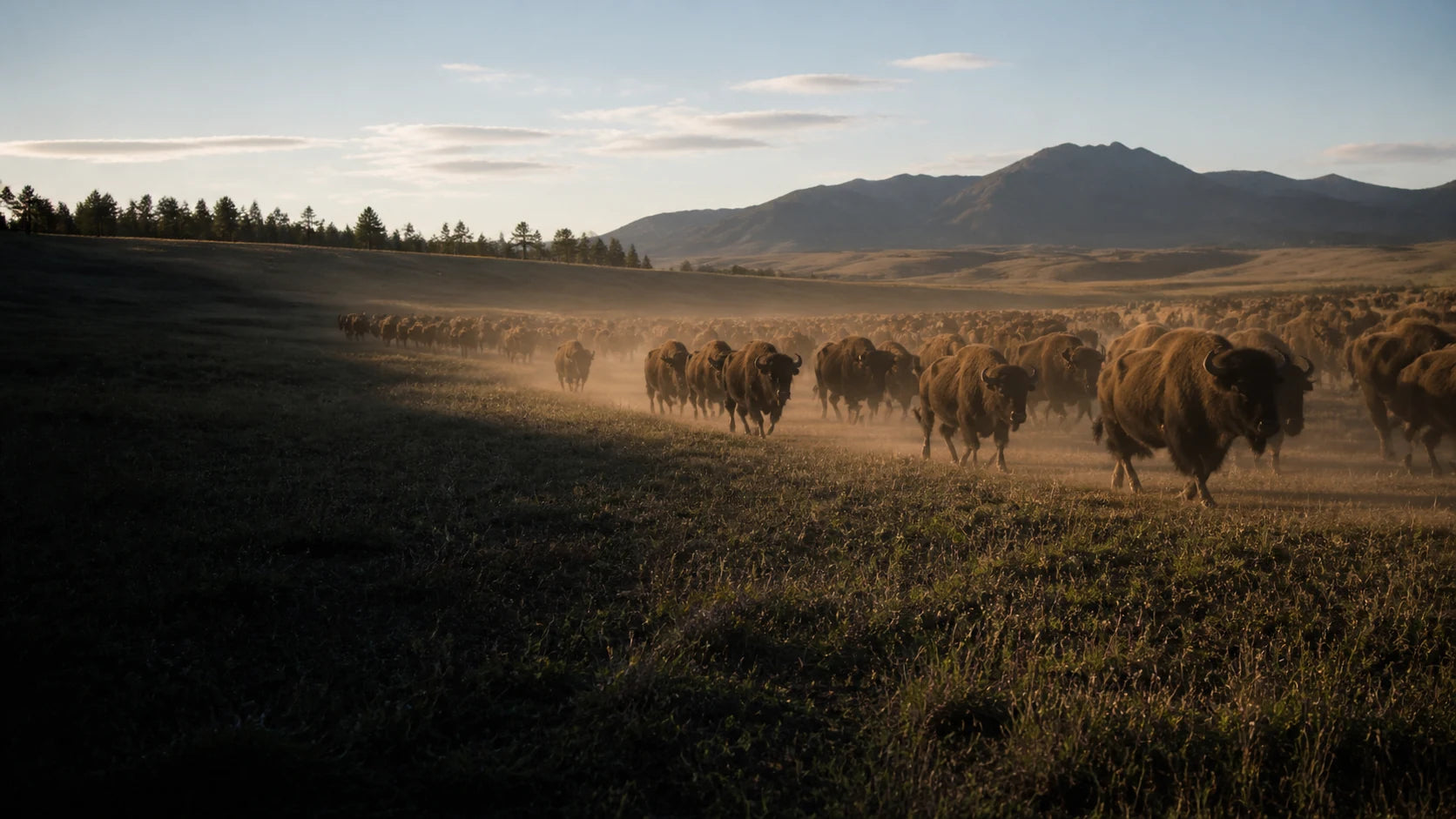 A broad herd of American bison moving across prairie beneath mountain and pine country